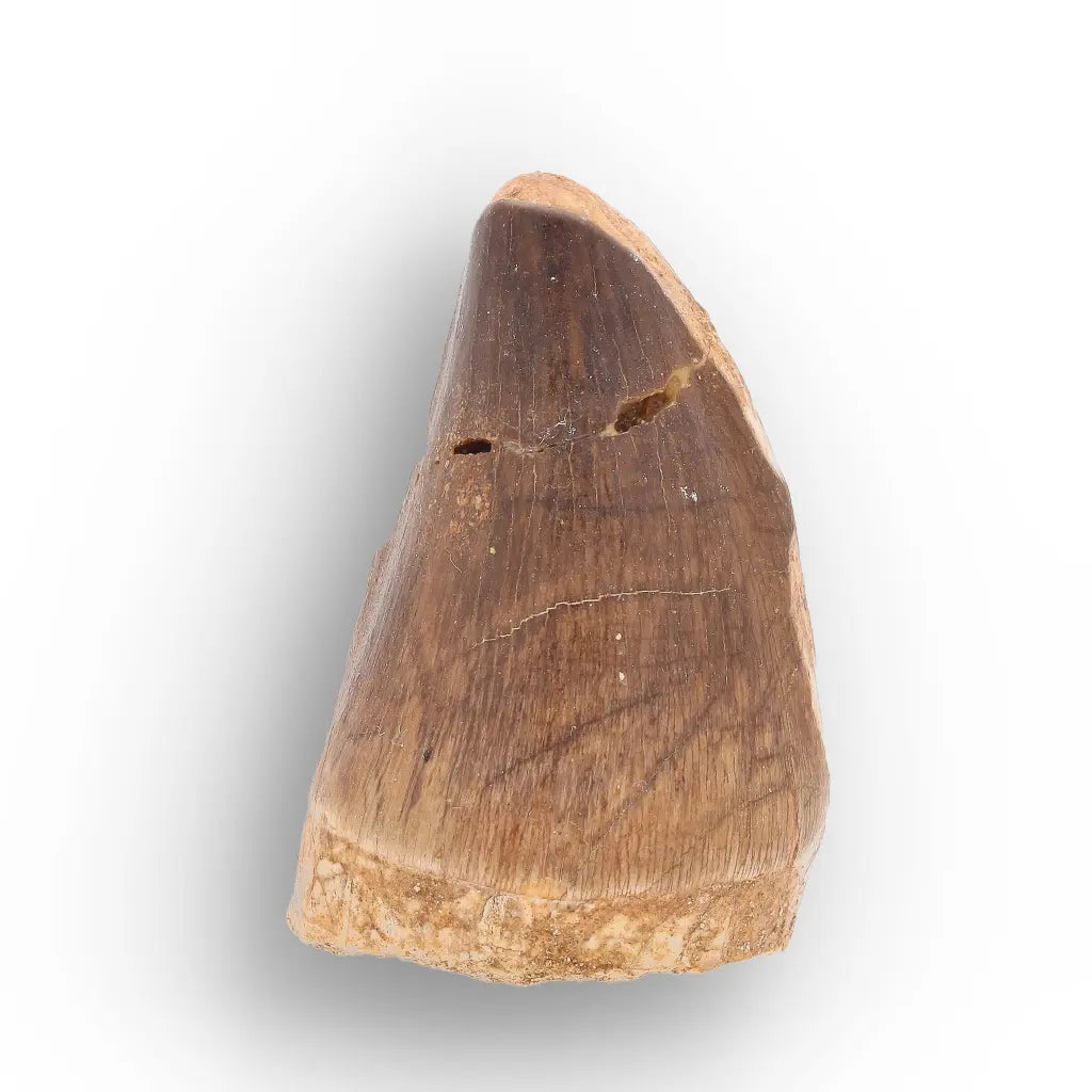 Get your Prognathodon Mosasaur Tooth on Matrix – Morocco Fossil (Repaired) online now or in store at Forever Gems in Franschhoek, South Africa