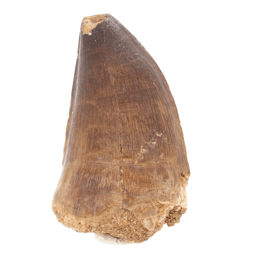 Get your Moroccan Mosasaur Tooth Fossil – Indeterminate Prognathodon (Repaired) online now or in store at Forever Gems in Franschhoek, South Africa