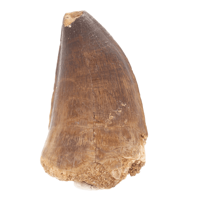 Get your Moroccan Mosasaur Tooth Fossil – Indeterminate Prognathodon (Repaired) online now or in store at Forever Gems in Franschhoek, South Africa