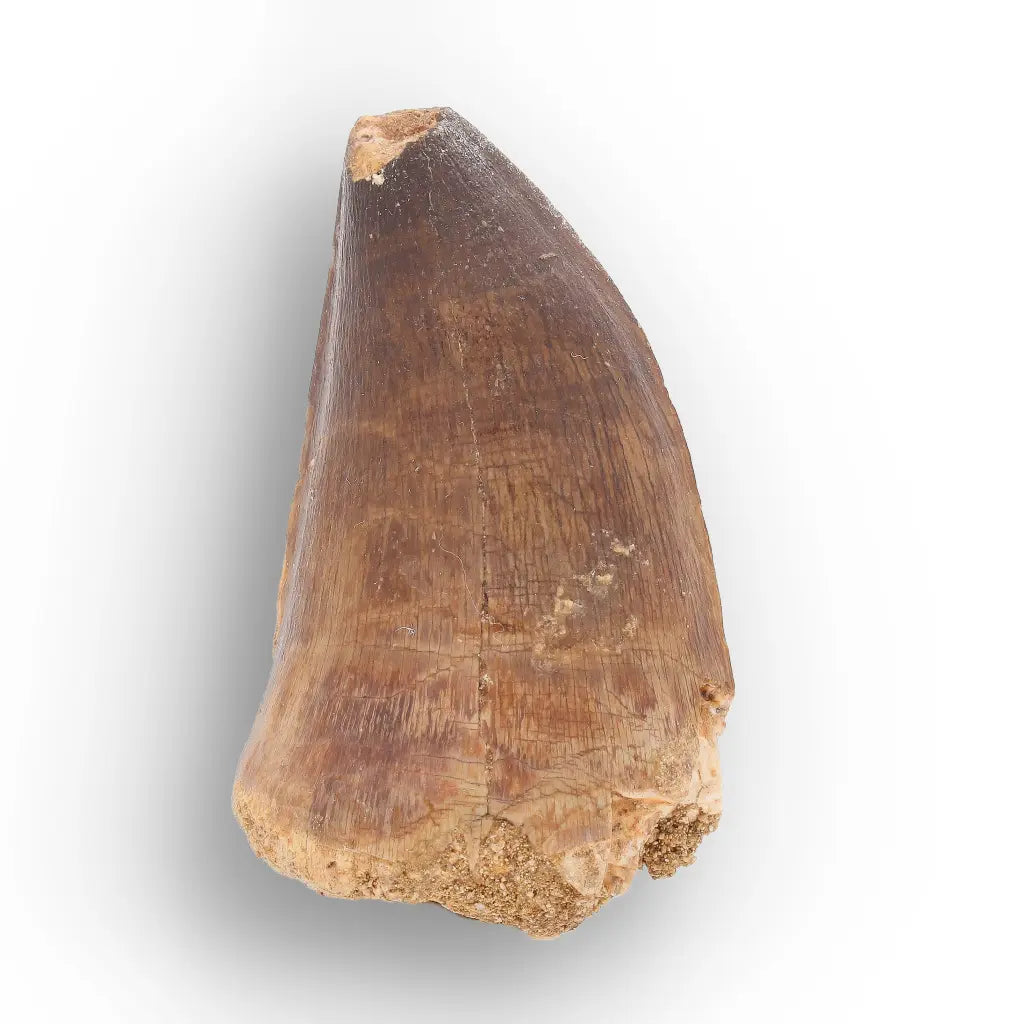 Get your Moroccan Mosasaur Tooth Fossil – Indeterminate Prognathodon (Repaired) online now or in store at Forever Gems in Franschhoek, South Africa