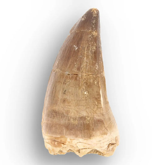 Large Authentic Prognathodon Mosasaur Tooth Fossil Morocco