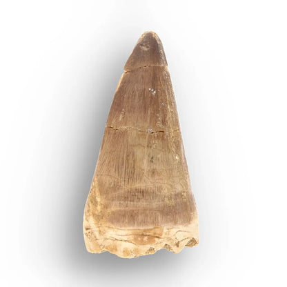Large Authentic Prognathodon Mosasaur Tooth Fossil Morocco