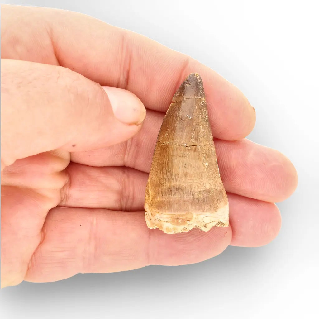 Large Authentic Prognathodon Mosasaur Tooth Fossil Morocco