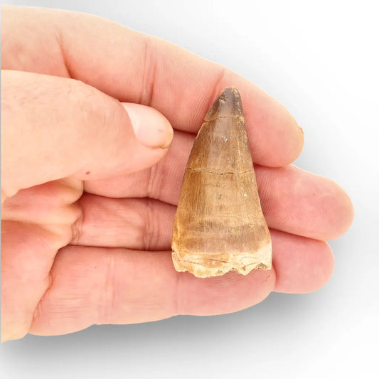 Large Authentic Prognathodon Mosasaur Tooth Fossil Morocco