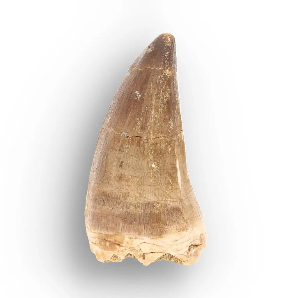 Large Authentic Prognathodon Mosasaur Tooth Fossil Morocco