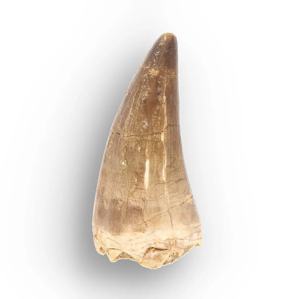 Large Authentic Prognathodon Mosasaur Tooth Fossil Morocco