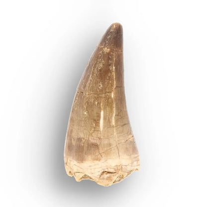 Large Authentic Prognathodon Mosasaur Tooth Fossil Morocco