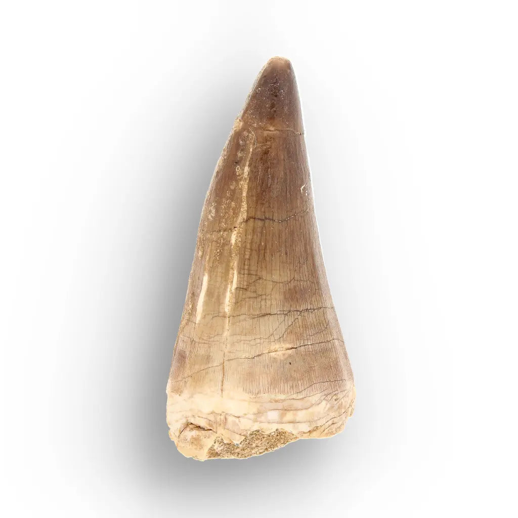 Large Authentic Prognathodon Mosasaur Tooth Fossil Morocco