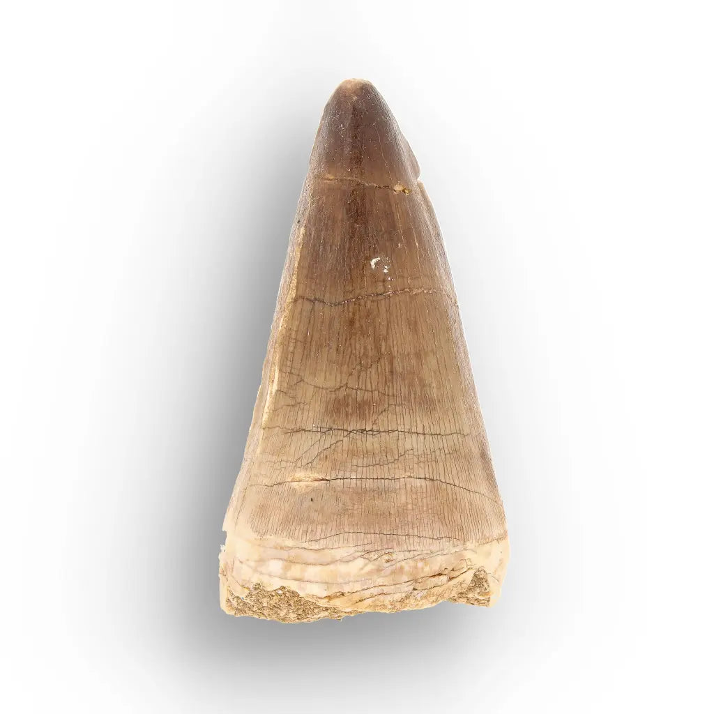 Large Authentic Prognathodon Mosasaur Tooth Fossil Morocco