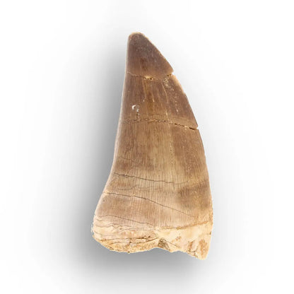 Large Authentic Prognathodon Mosasaur Tooth Fossil Morocco