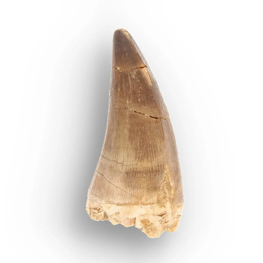 Large Authentic Prognathodon Mosasaur Tooth Fossil Morocco