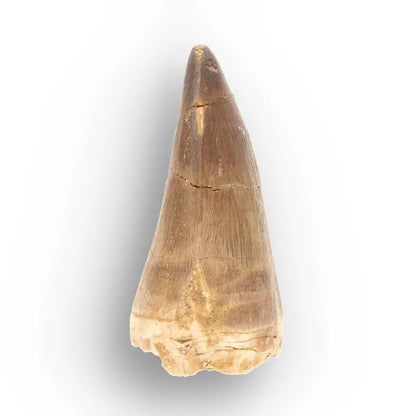 Large Authentic Prognathodon Mosasaur Tooth Fossil Morocco
