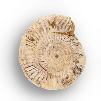 Get your Ancient Seas White Spine Ammonite Fossil online now or in store at Forever Gems in Franschhoek, South Africa