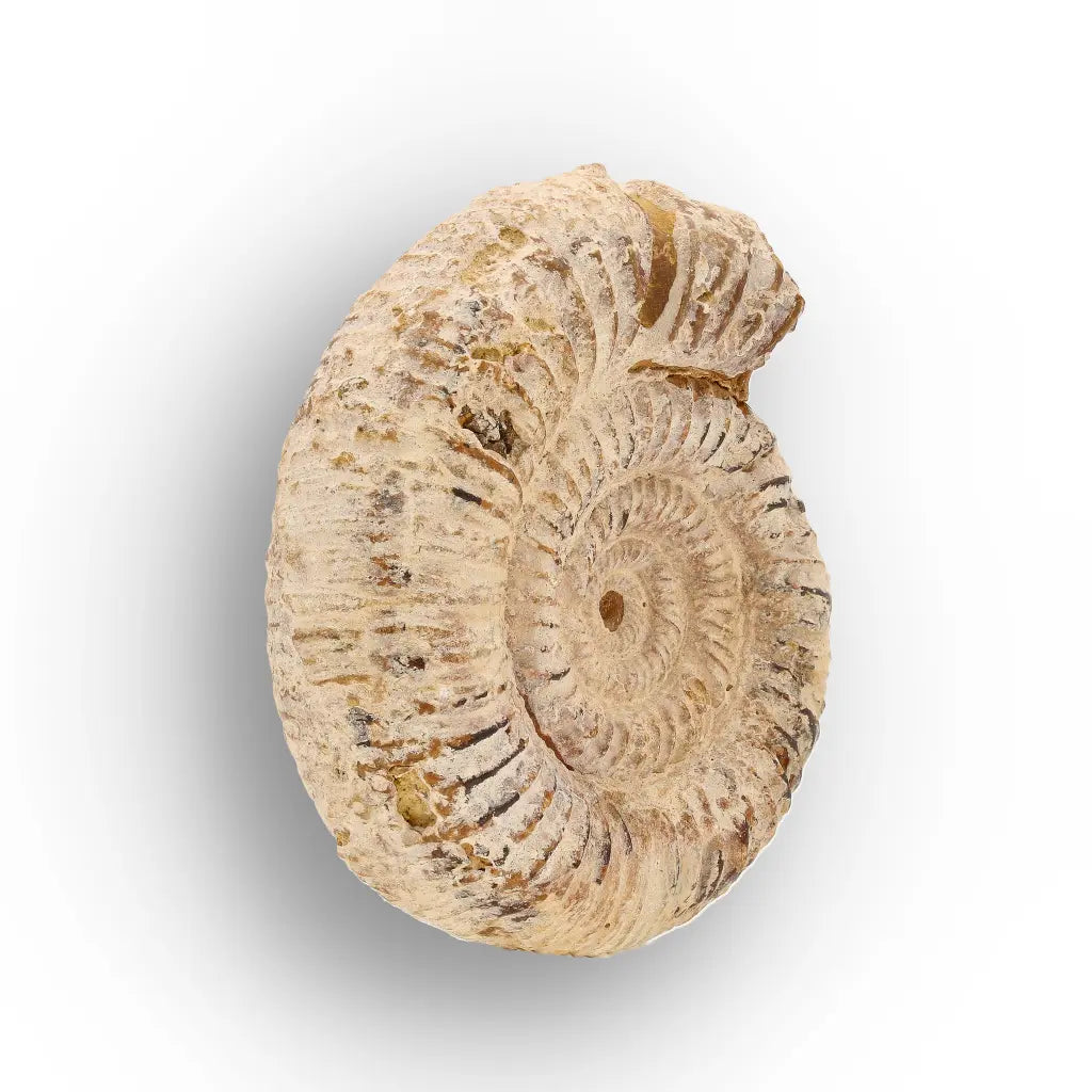 Get your Ancient Seas White Spine Ammonite Fossil online now or in store at Forever Gems in Franschhoek, South Africa
