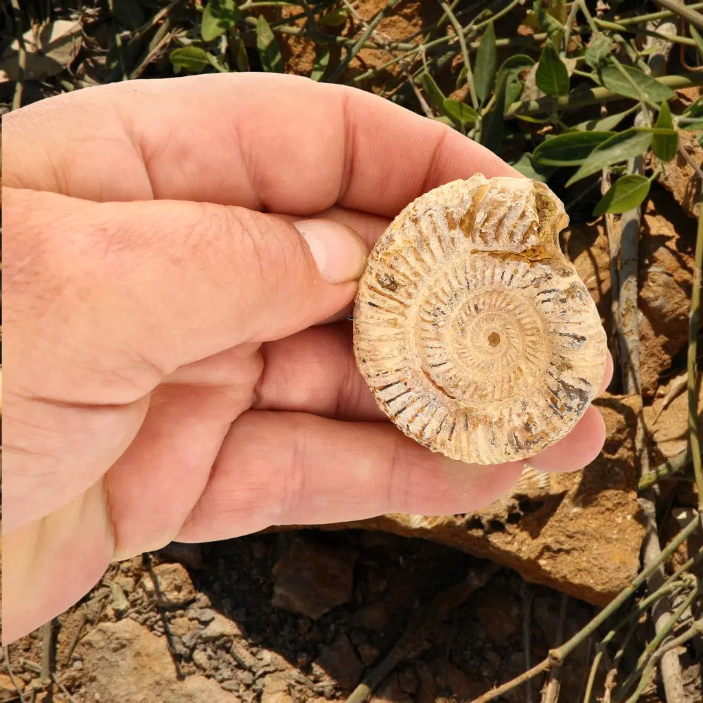 Get your Ancient Seas White Spine Ammonite Fossil online now or in store at Forever Gems in Franschhoek, South Africa
