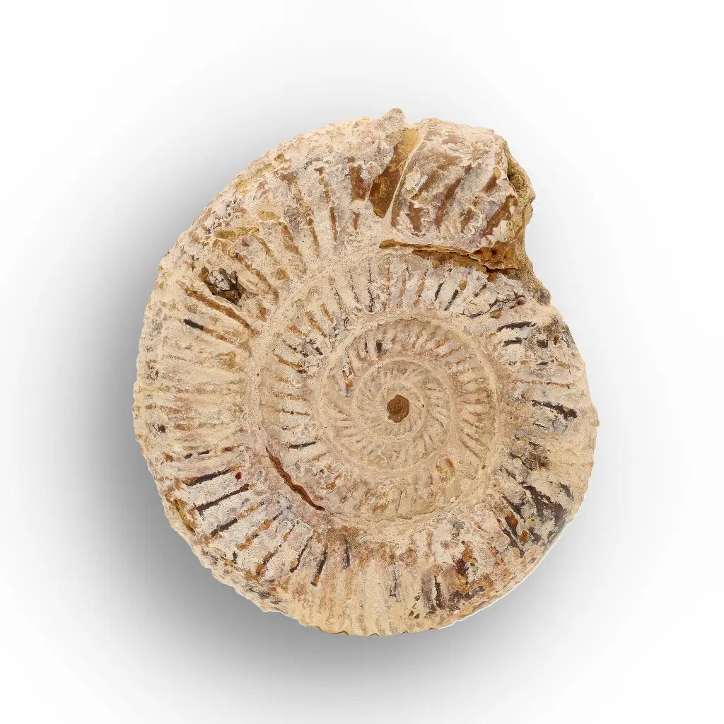 Get your Ancient Seas White Spine Ammonite Fossil online now or in store at Forever Gems in Franschhoek, South Africa