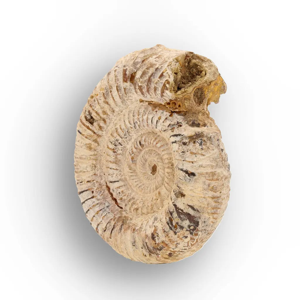 Get your Ancient Seas White Spine Ammonite Fossil online now or in store at Forever Gems in Franschhoek, South Africa