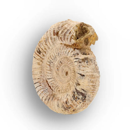 Get your Ancient Seas White Spine Ammonite Fossil online now or in store at Forever Gems in Franschhoek, South Africa