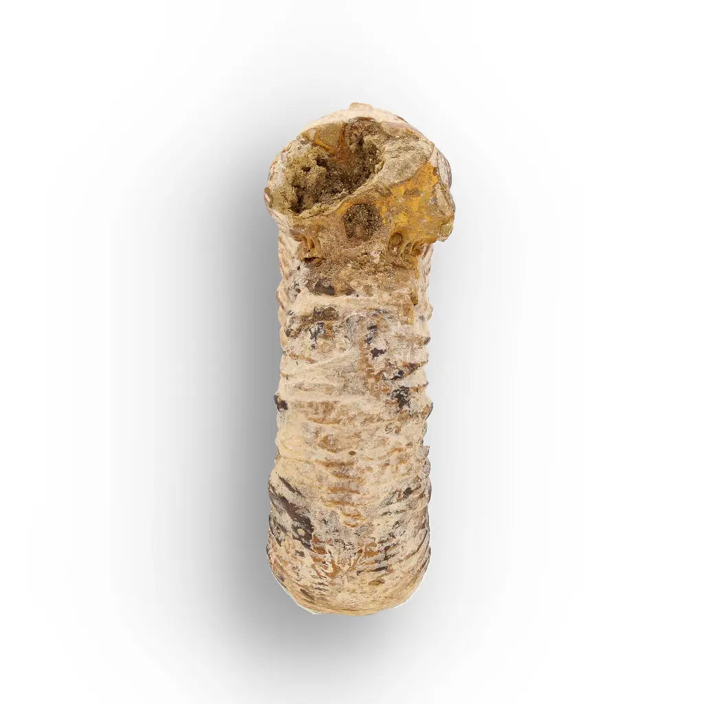 Get your Ancient Seas White Spine Ammonite Fossil online now or in store at Forever Gems in Franschhoek, South Africa