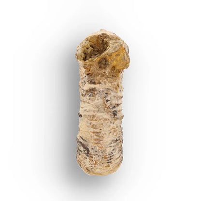 Get your Ancient Seas White Spine Ammonite Fossil online now or in store at Forever Gems in Franschhoek, South Africa