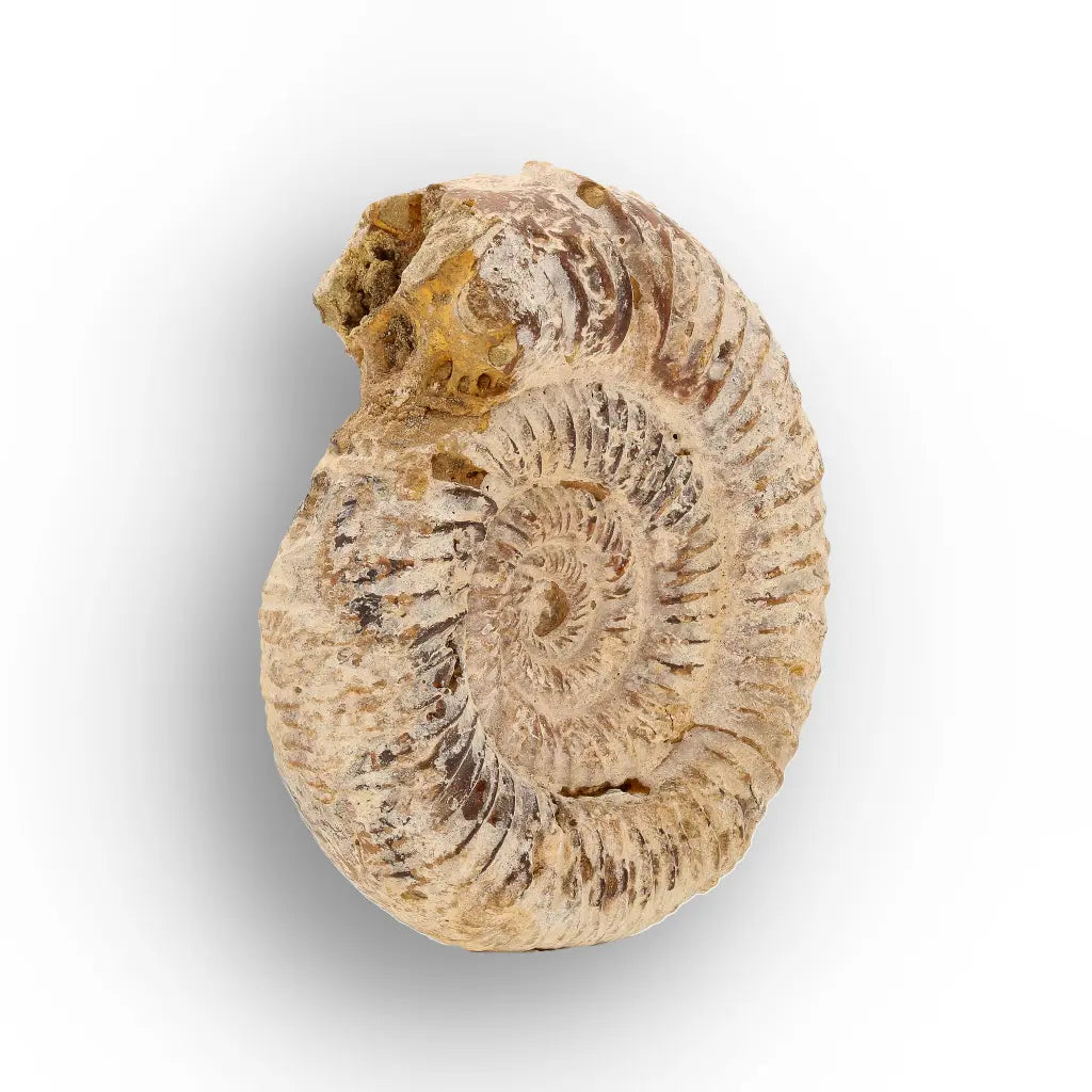 Get your Ancient Seas White Spine Ammonite Fossil online now or in store at Forever Gems in Franschhoek, South Africa
