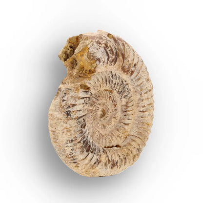 Get your Ancient Seas White Spine Ammonite Fossil online now or in store at Forever Gems in Franschhoek, South Africa