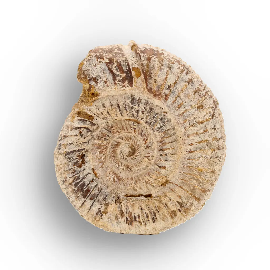 Get your Ancient Seas White Spine Ammonite Fossil online now or in store at Forever Gems in Franschhoek, South Africa