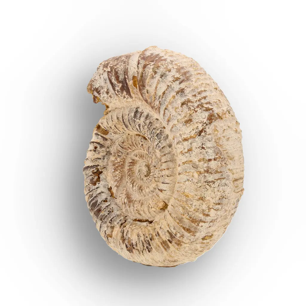 Get your Ancient Seas White Spine Ammonite Fossil online now or in store at Forever Gems in Franschhoek, South Africa