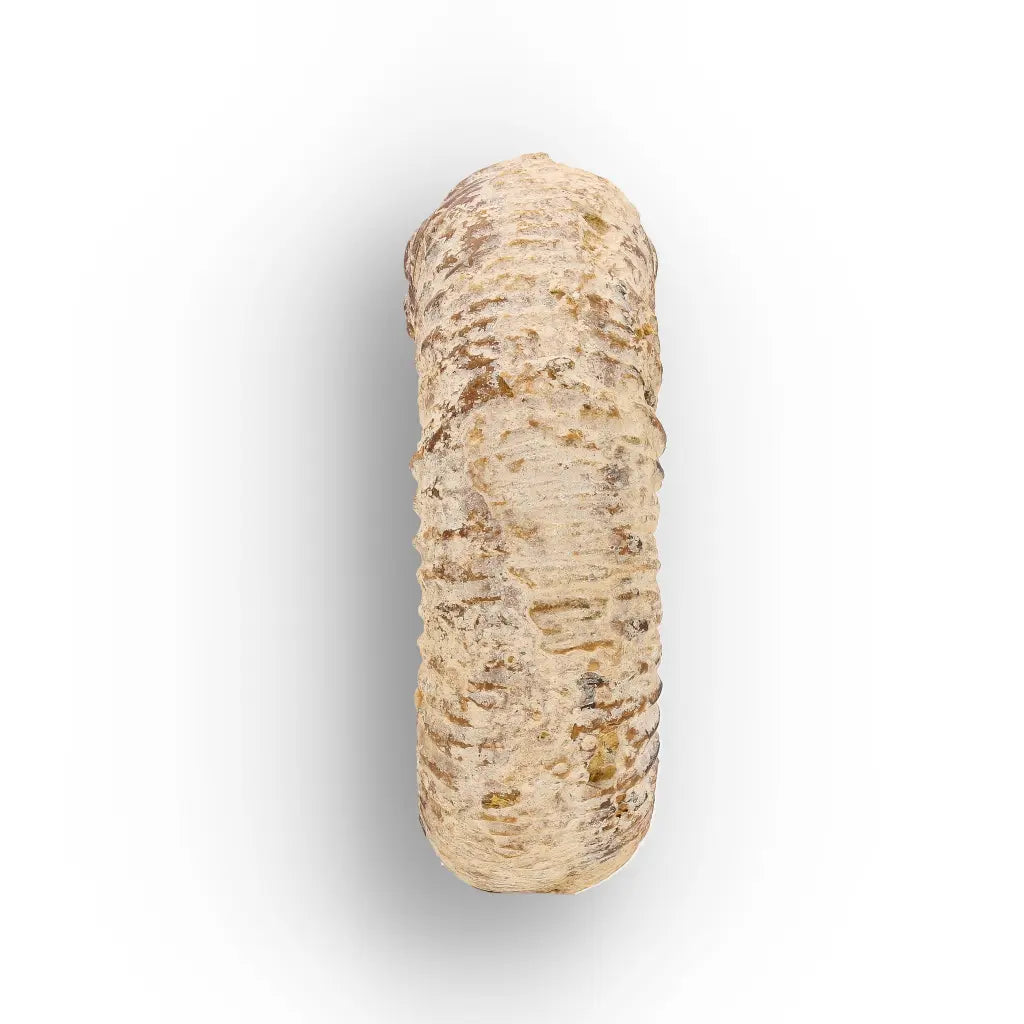 Get your Ancient Seas White Spine Ammonite Fossil online now or in store at Forever Gems in Franschhoek, South Africa