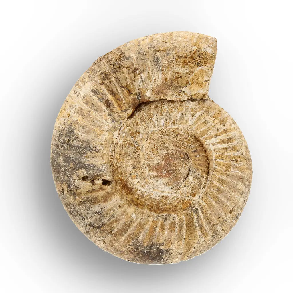 Get your White Spine Ammonite from Ancient Oceans online now or in store at Forever Gems in Franschhoek, South Africa