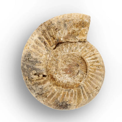 Get your White Spine Ammonite from Ancient Oceans online now or in store at Forever Gems in Franschhoek, South Africa