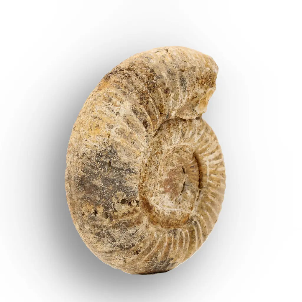Get your White Spine Ammonite from Ancient Oceans online now or in store at Forever Gems in Franschhoek, South Africa