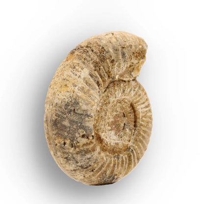 Get your White Spine Ammonite from Ancient Oceans online now or in store at Forever Gems in Franschhoek, South Africa