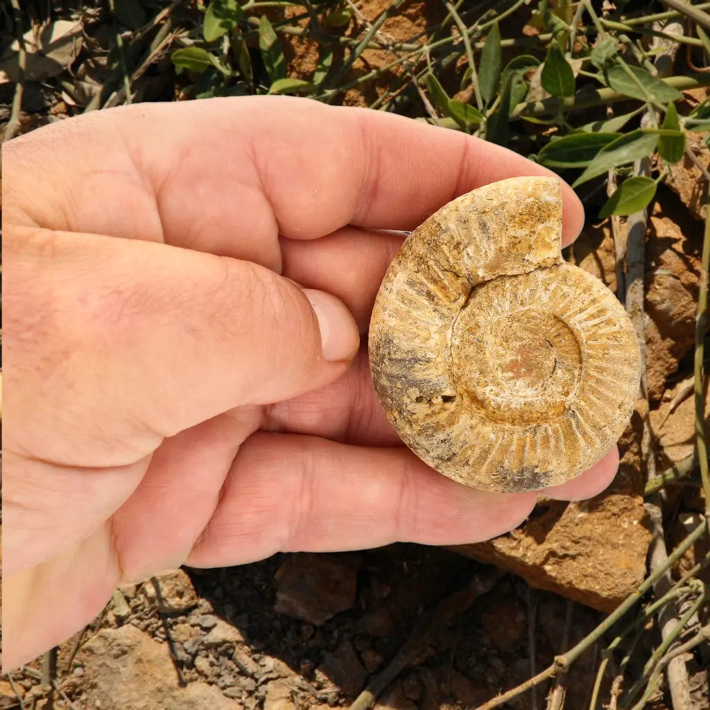 Get your White Spine Ammonite from Ancient Oceans online now or in store at Forever Gems in Franschhoek, South Africa