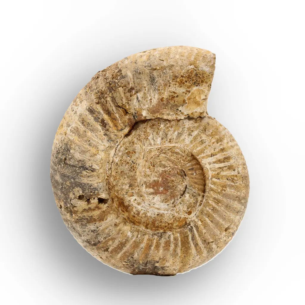 Get your White Spine Ammonite from Ancient Oceans online now or in store at Forever Gems in Franschhoek, South Africa