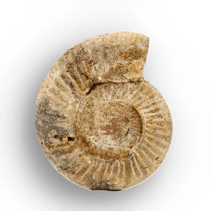 Get your White Spine Ammonite from Ancient Oceans online now or in store at Forever Gems in Franschhoek, South Africa