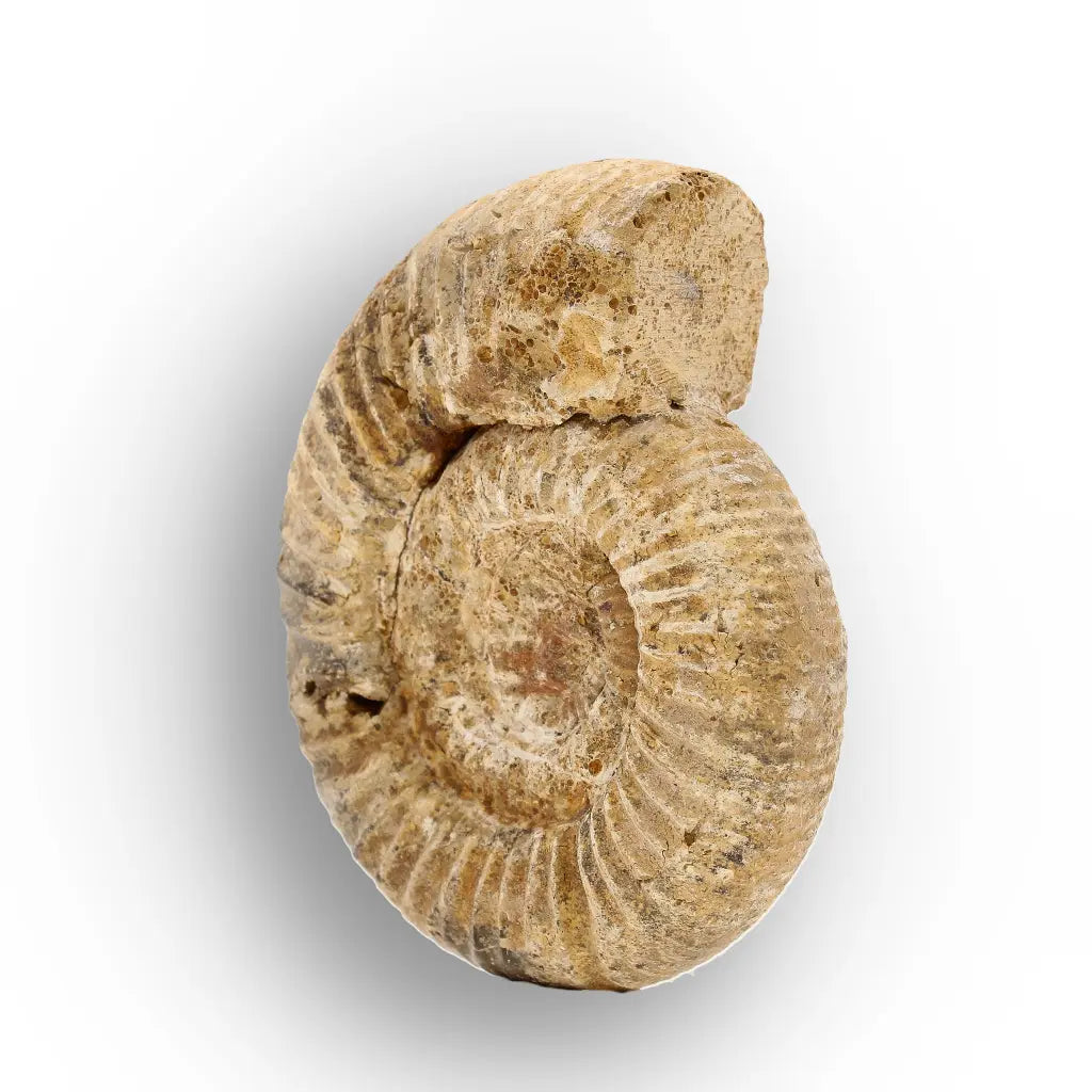 Get your White Spine Ammonite from Ancient Oceans online now or in store at Forever Gems in Franschhoek, South Africa