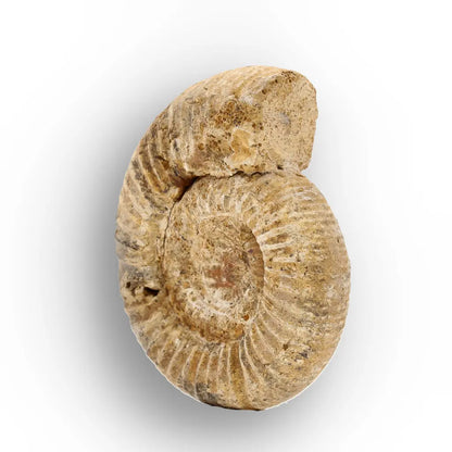 Get your White Spine Ammonite from Ancient Oceans online now or in store at Forever Gems in Franschhoek, South Africa