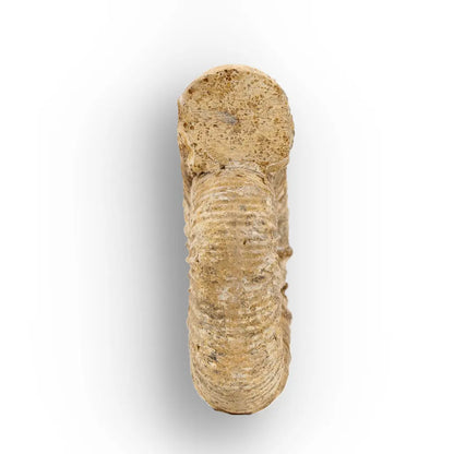 Get your White Spine Ammonite from Ancient Oceans online now or in store at Forever Gems in Franschhoek, South Africa