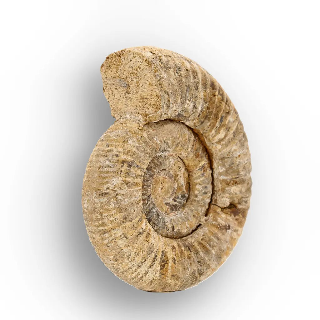 Get your White Spine Ammonite from Ancient Oceans online now or in store at Forever Gems in Franschhoek, South Africa