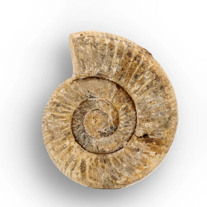Get your White Spine Ammonite from Ancient Oceans online now or in store at Forever Gems in Franschhoek, South Africa