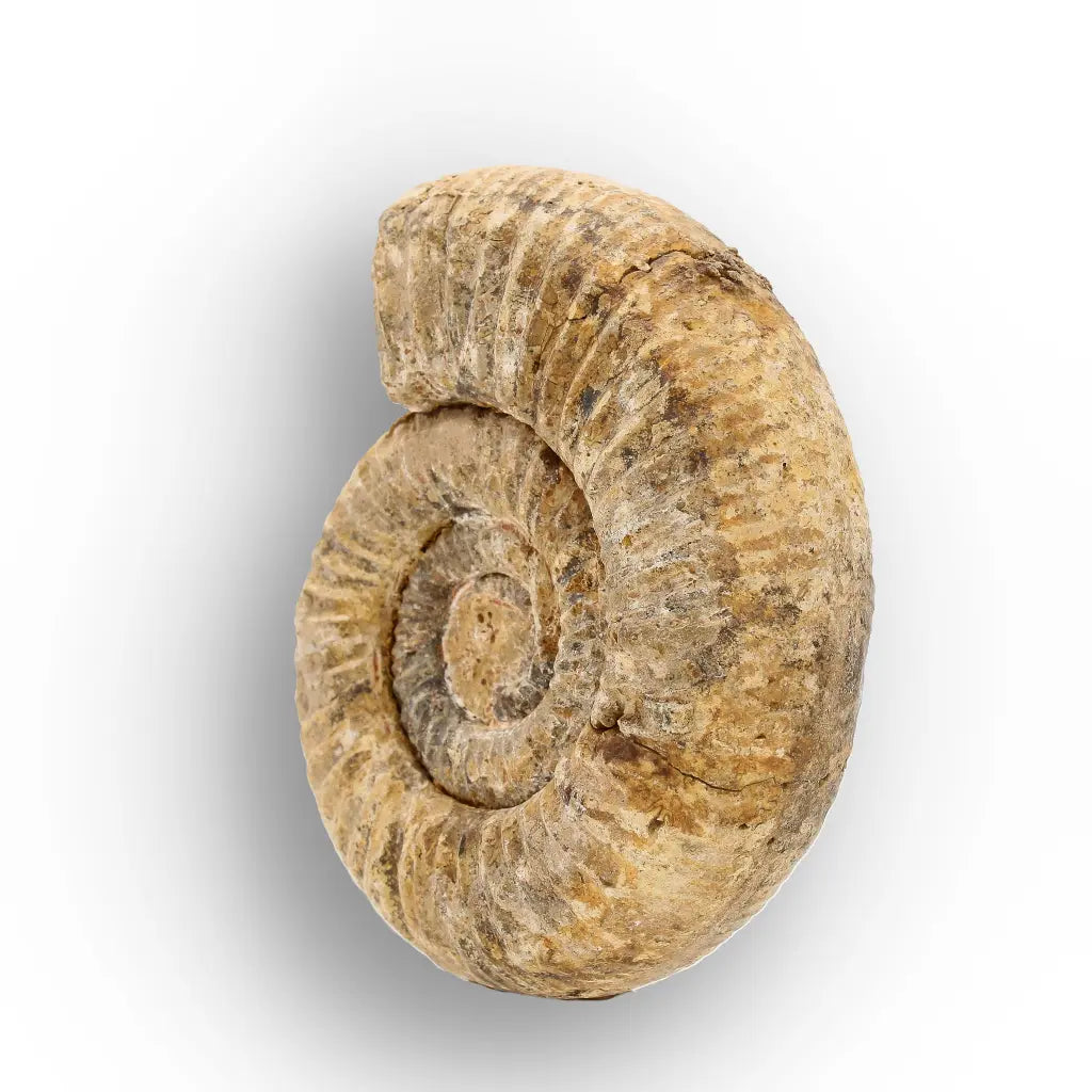 Get your White Spine Ammonite from Ancient Oceans online now or in store at Forever Gems in Franschhoek, South Africa