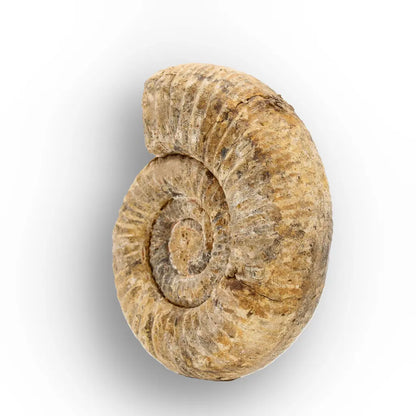 Get your White Spine Ammonite from Ancient Oceans online now or in store at Forever Gems in Franschhoek, South Africa