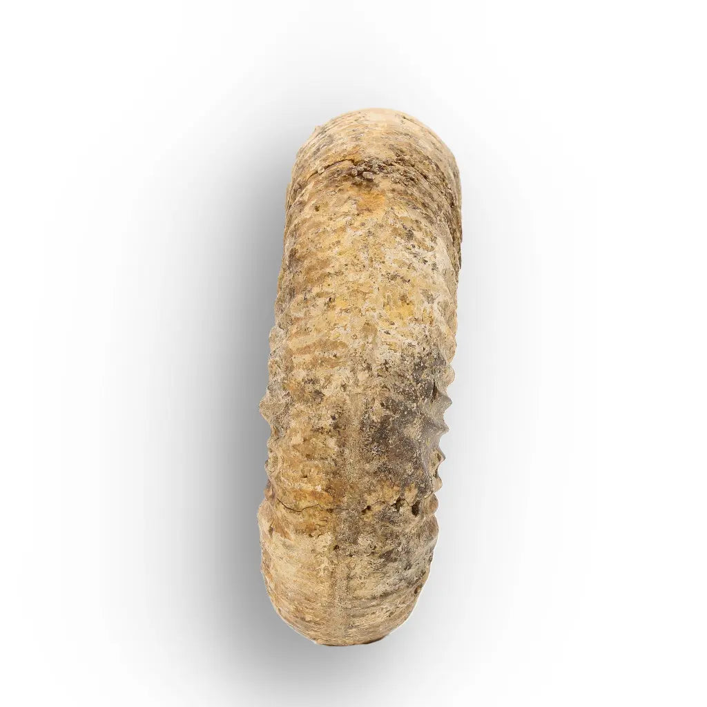 Get your White Spine Ammonite from Ancient Oceans online now or in store at Forever Gems in Franschhoek, South Africa