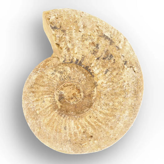 Get your Cretaceous White Spine Ammonite Fossil online now or in store at Forever Gems in Franschhoek, South Africa