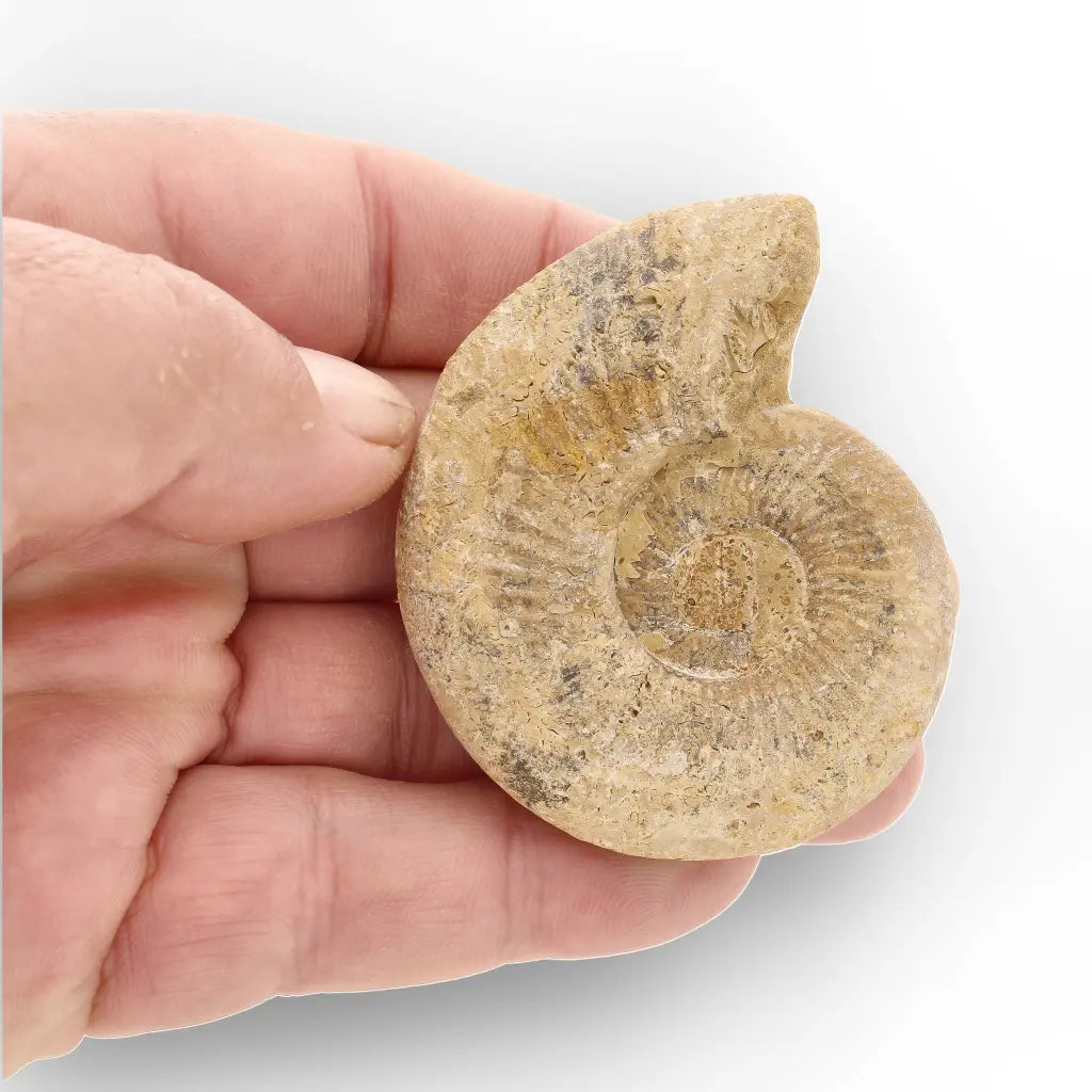 Get your Cretaceous White Spine Ammonite Fossil online now or in store at Forever Gems in Franschhoek, South Africa