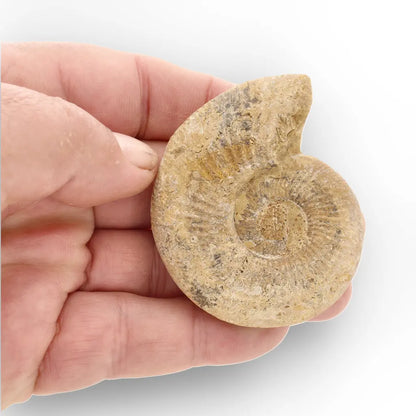 Get your Cretaceous White Spine Ammonite Fossil online now or in store at Forever Gems in Franschhoek, South Africa