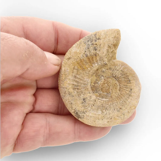 Get your Cretaceous White Spine Ammonite Fossil online now or in store at Forever Gems in Franschhoek, South Africa
