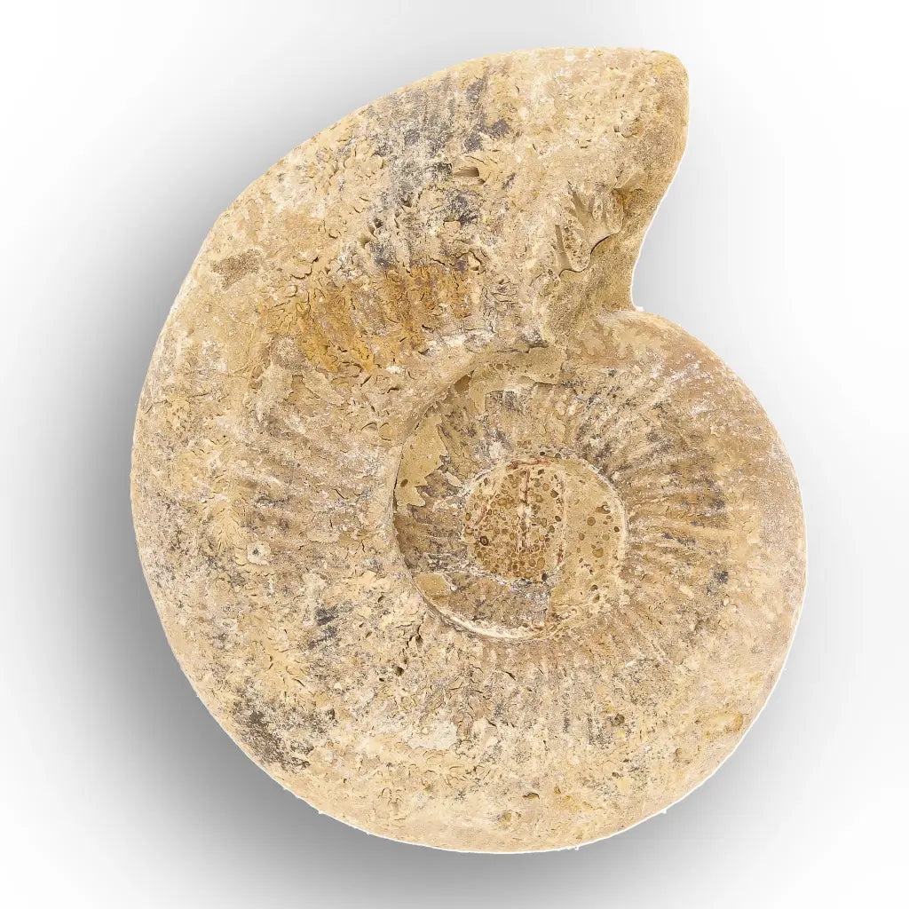 Get your Cretaceous White Spine Ammonite Fossil online now or in store at Forever Gems in Franschhoek, South Africa