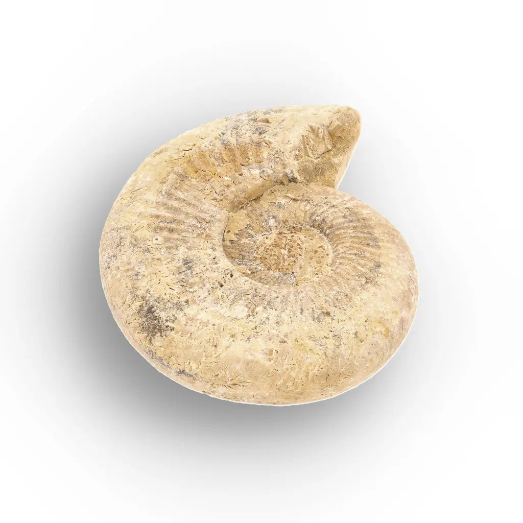 Get your Cretaceous White Spine Ammonite Fossil online now or in store at Forever Gems in Franschhoek, South Africa